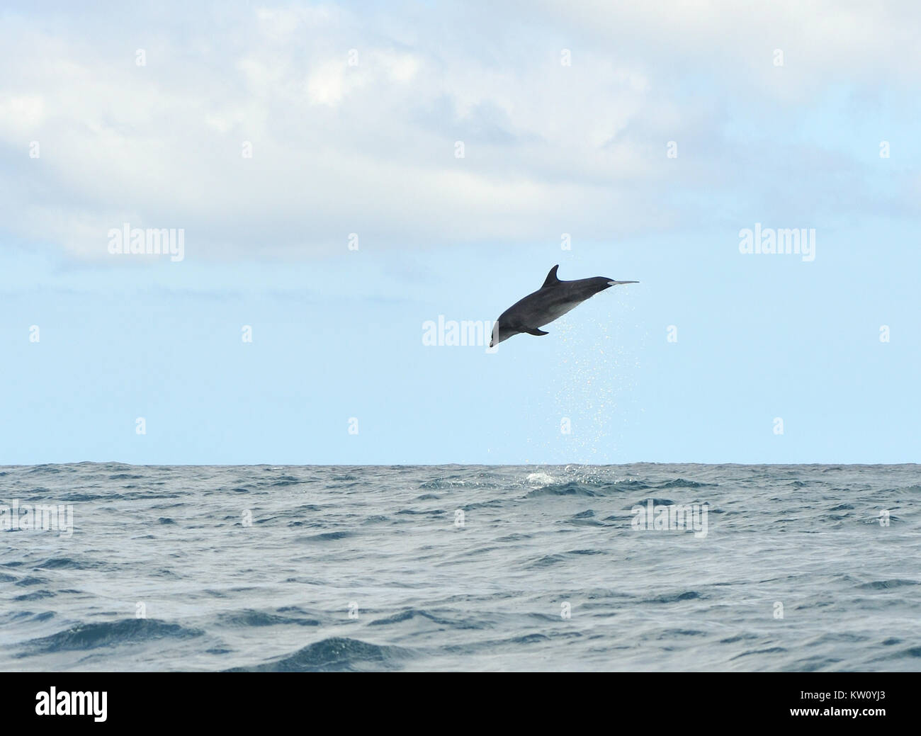A common bottlenose dolphin (Tursiops truncatus) leaps into the air, showering water. Puerto Baquerizo Moreno, San Cristobal, Galapagos, Ecuador. Stock Photo