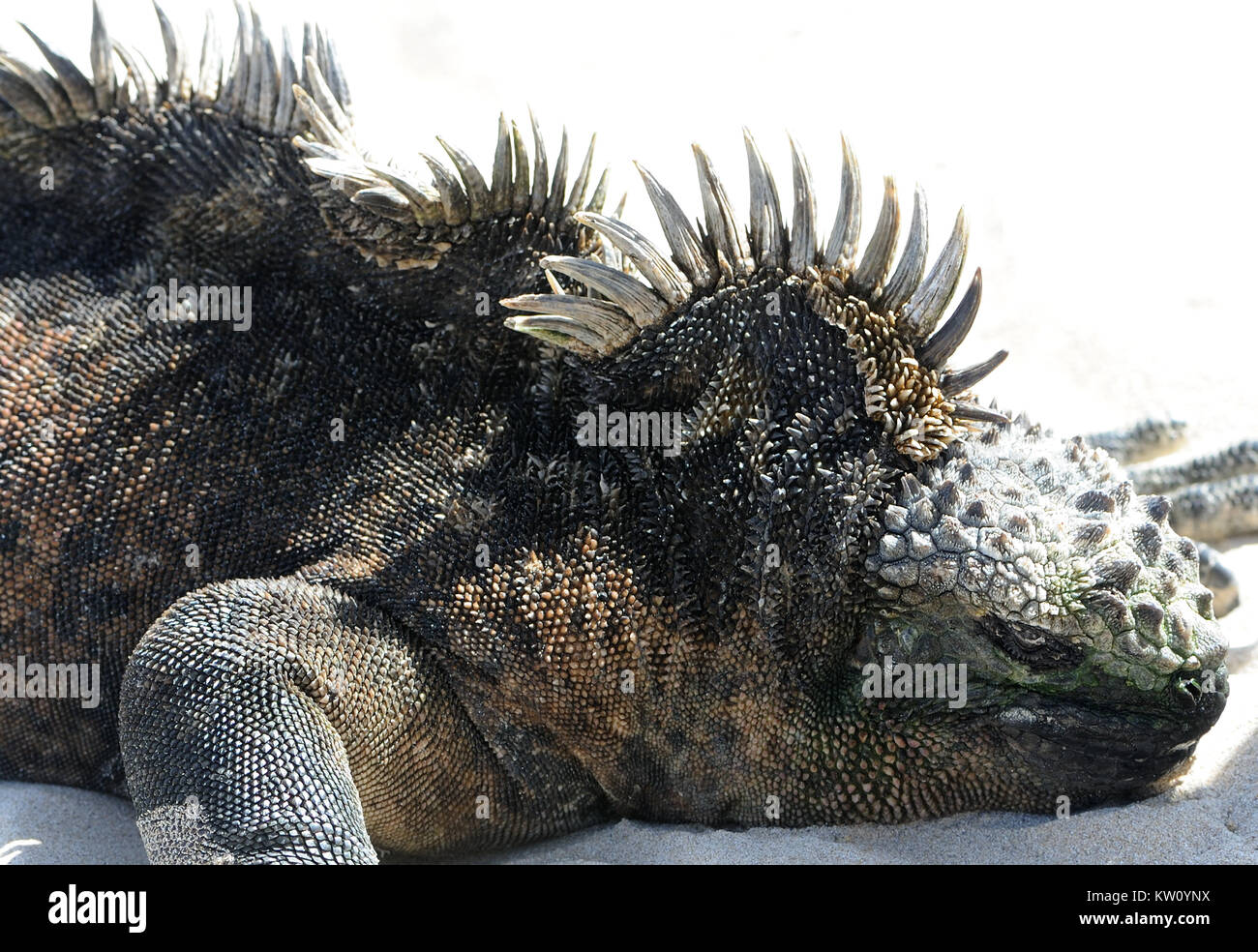 A big male marine iguana or Galápagos marine iguana (Amblyrhynchus cristatus cristatus) with a fine crest and spines. This subspecies is endemic to Is Stock Photo