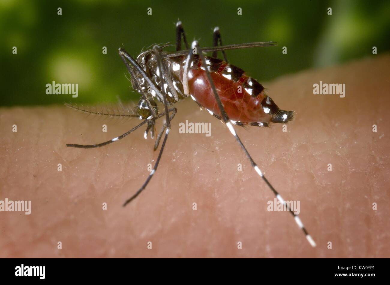 A blood-engorged female Aedes albopictus mosquito feeding on a human host. Under successful experimental transmission, Aedes albopictus has been found to be a vector of West Nile virus. Aedes is a genus of the Culicine family of mosquitoes. Image courtesy CDC, 2002. Stock Photo