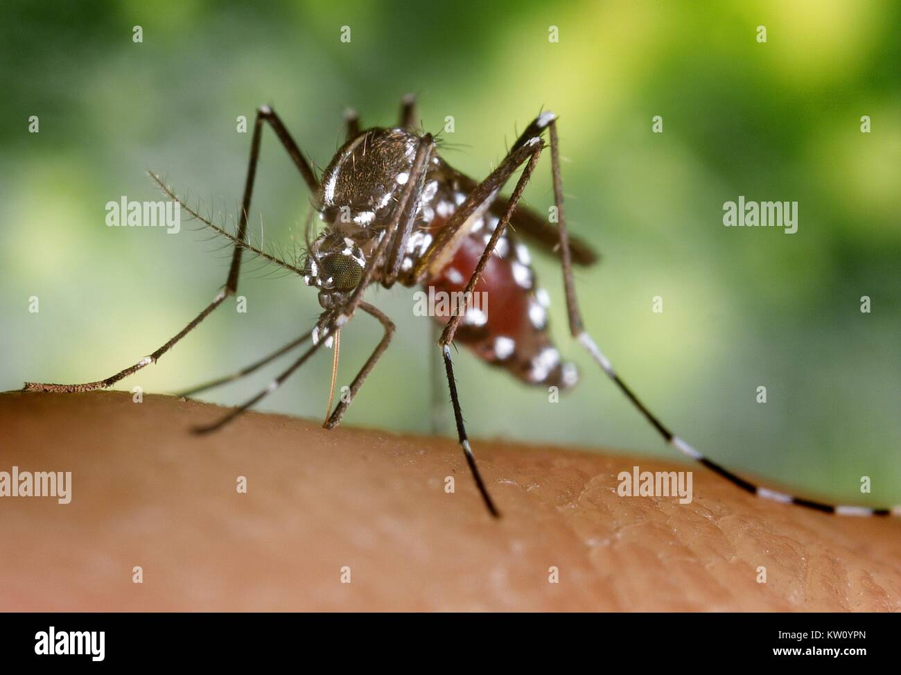 A blood-engorged female Aedes albopictus mosquito feeding on a human host. Under successful experimental transmission, Aedes albopictus has been found to be a vector of West Nile Virus. Aedes is a genus of the Culicine family of mosquitoes. Image courtesy CDC/James Gathany, 2002. Stock Photo