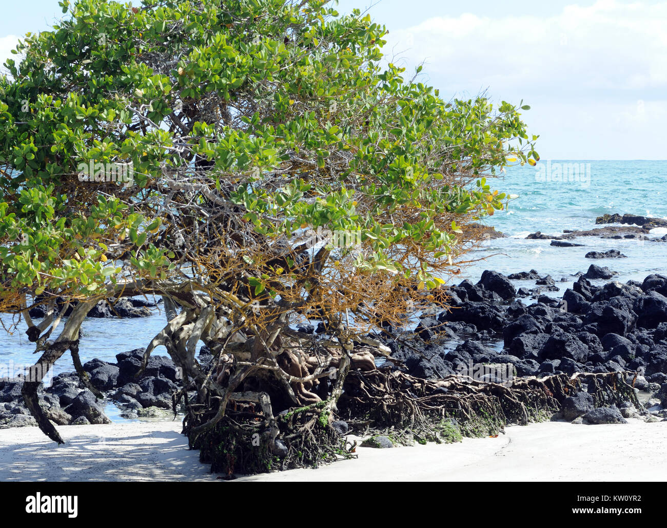 A Red Mangrove (Rhizophora mangle) tree grows from an outcrop of black lava in a white sand beach. Puerto Villamil, Isabela, Galapagos, Ecuador Stock Photo