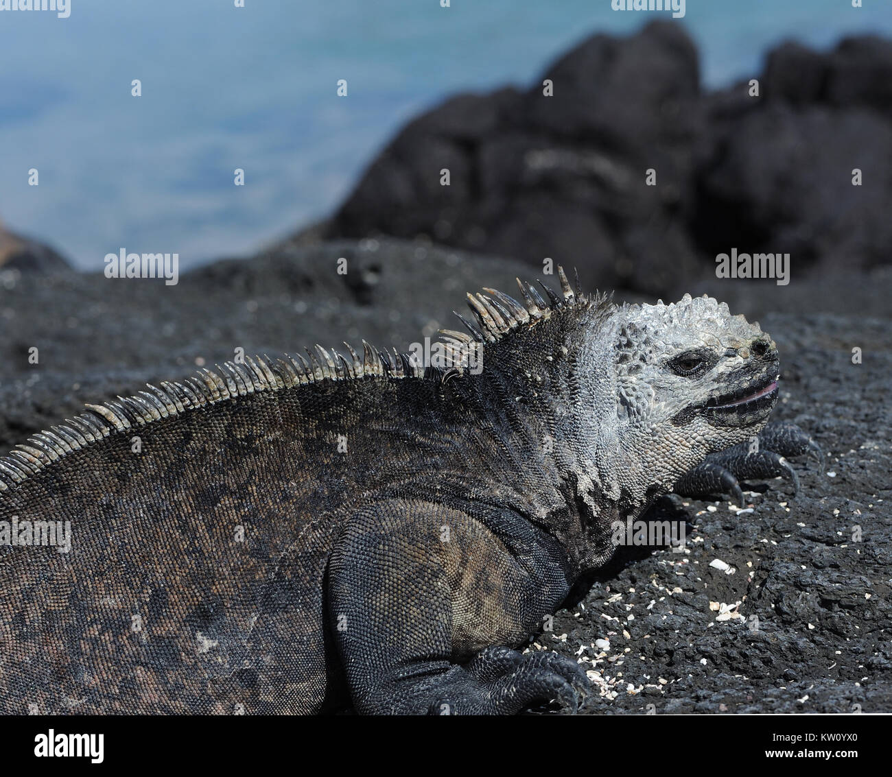 A marine iguana or Galápagos marine iguana (Amblyrhynchus cristatus cristatus) suns itself on black lava rocks. This subspecies is endemic to Isabela Stock Photo