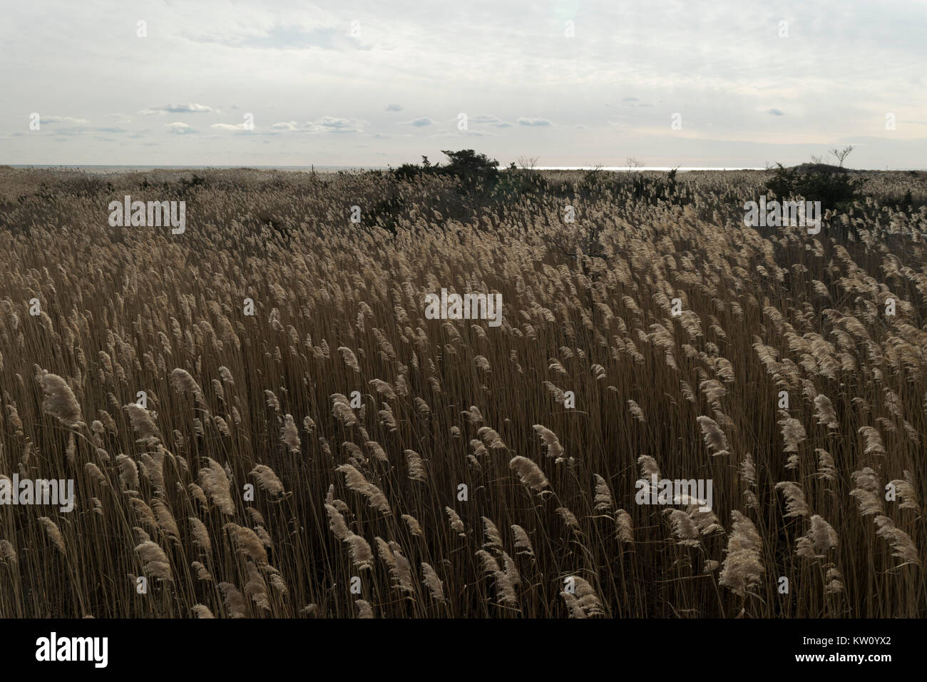 Reed field next to Fire Island Lighthouse at Fire island (Long island