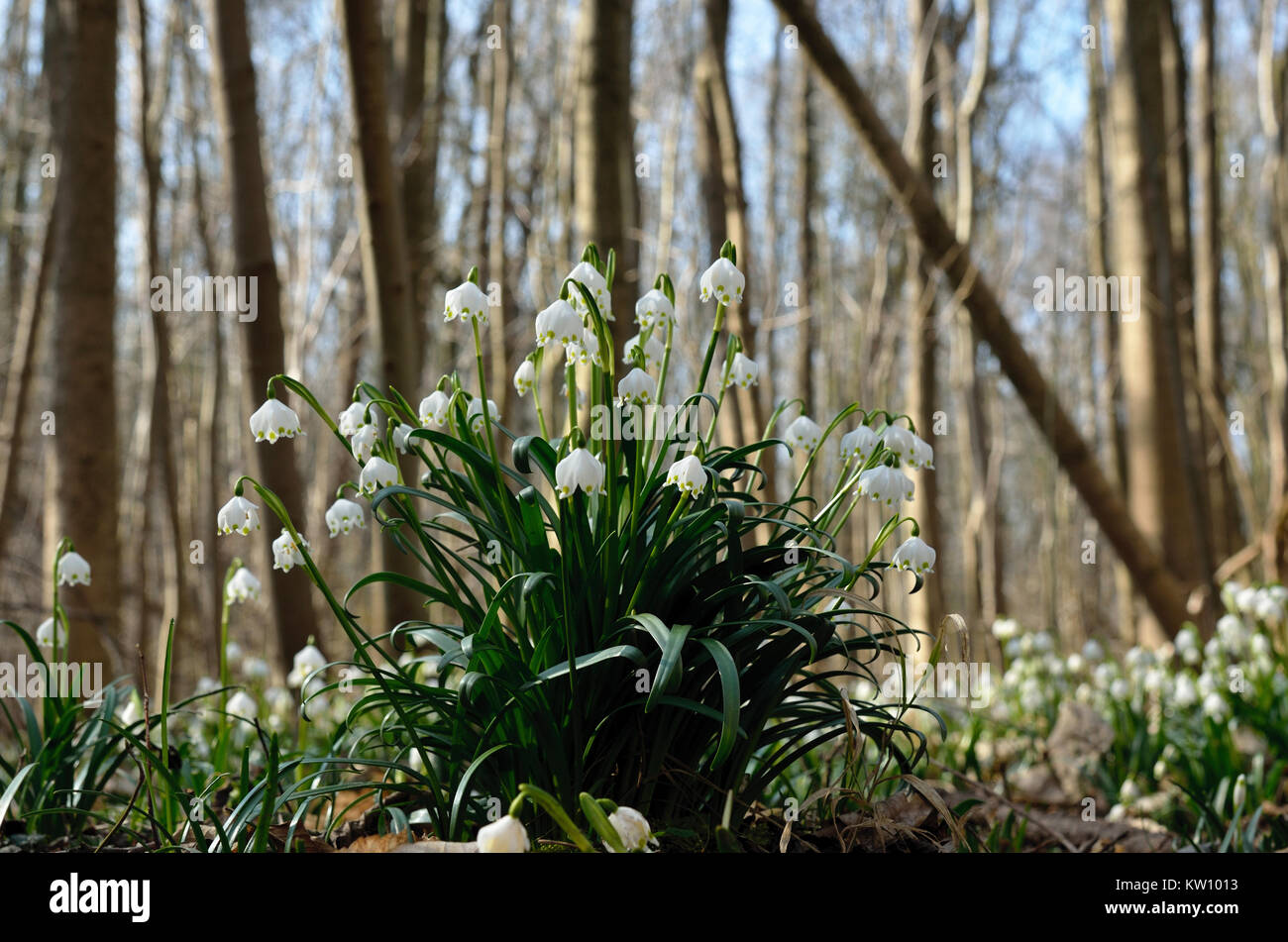 Spring, snowflake, Frühling, Märzenbecher Stock Photo