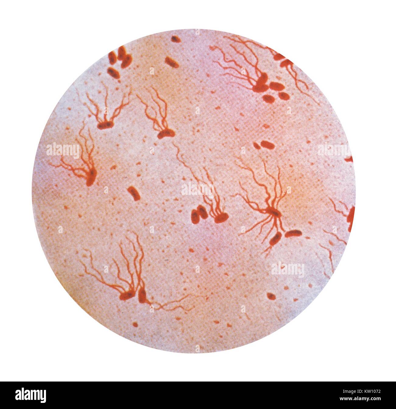 This illustration depicts a photomicrograph of Salmonella typhi