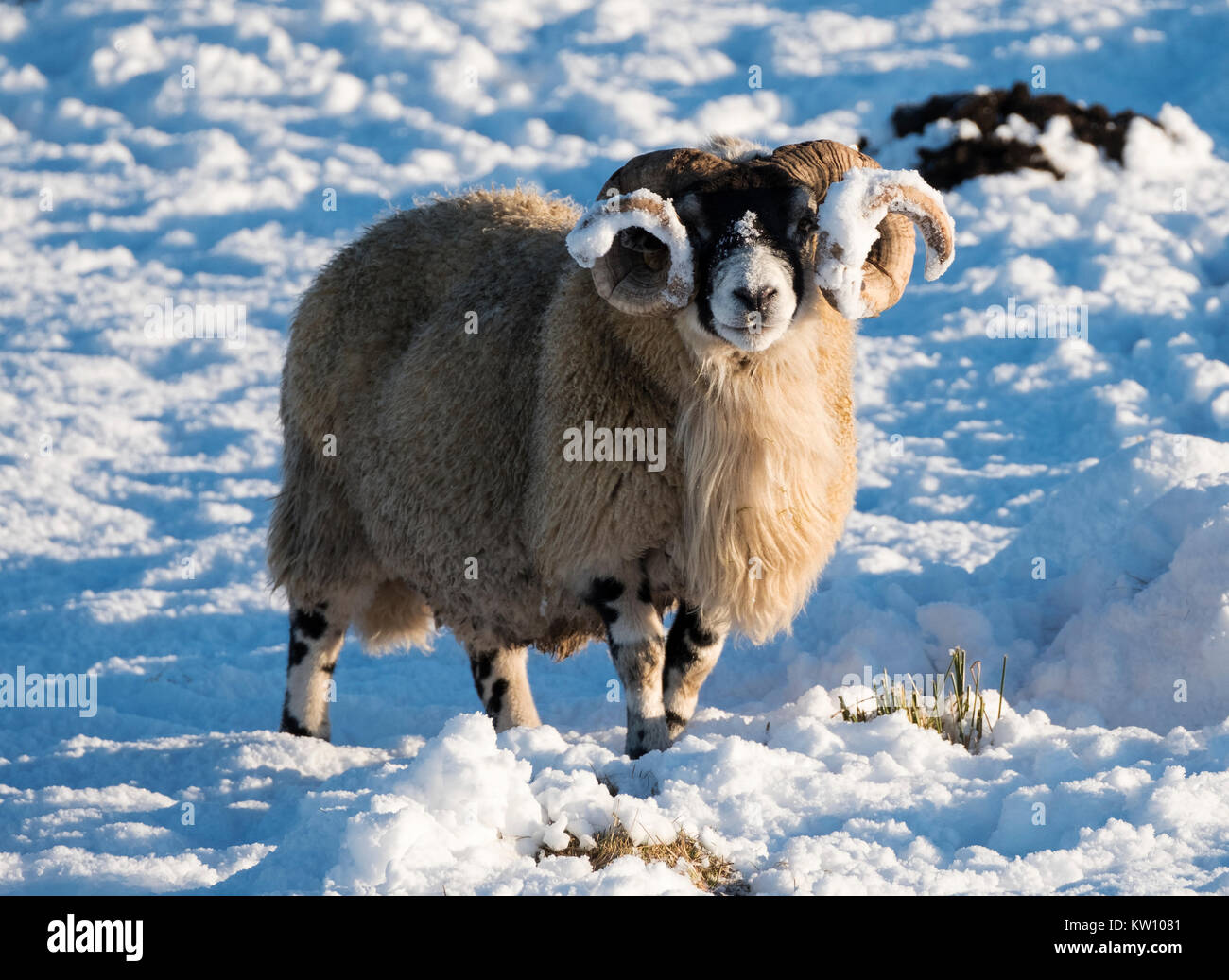 Blackface sheep foraging for food in the snow near Woolfords West Lothian, Scotland. Stock Photo