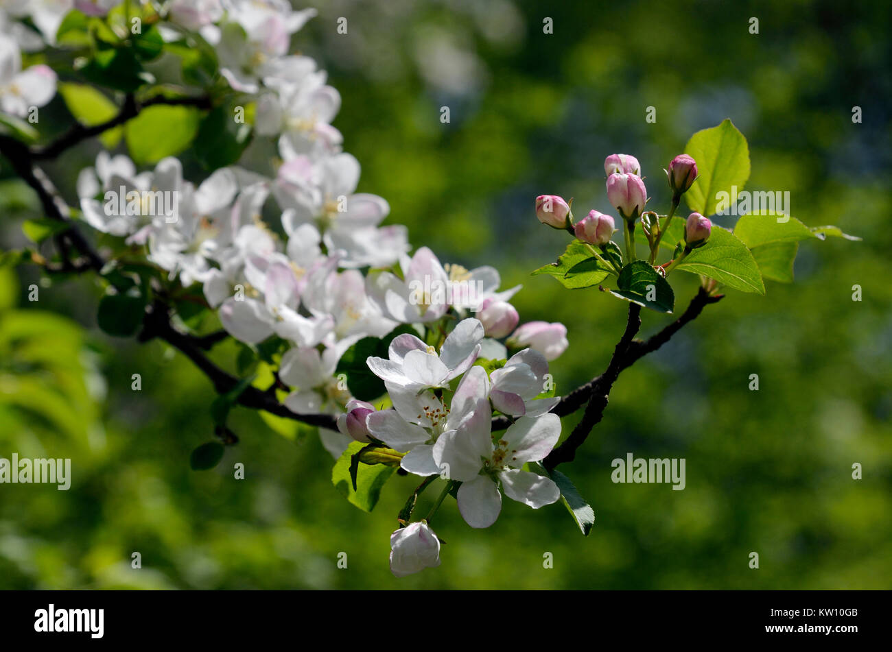 Spring, apple blossom, Frühling, Apfelblüte Stock Photo