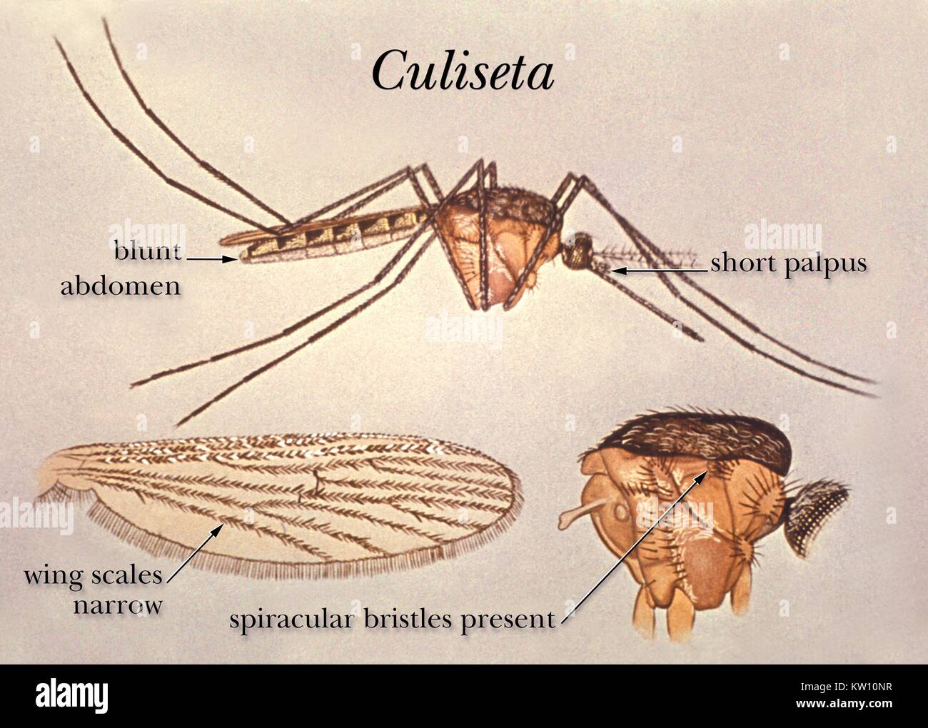 This illustration depicts the wing bristles of a Culiseta mosquito. From this lateral view illustration of the genus Culiseta mosquito we see its thorax and wing, noting the branching pattern of the cross veins branching from 4th wing vein. Image courtesy CDC, 1985. Stock Photo