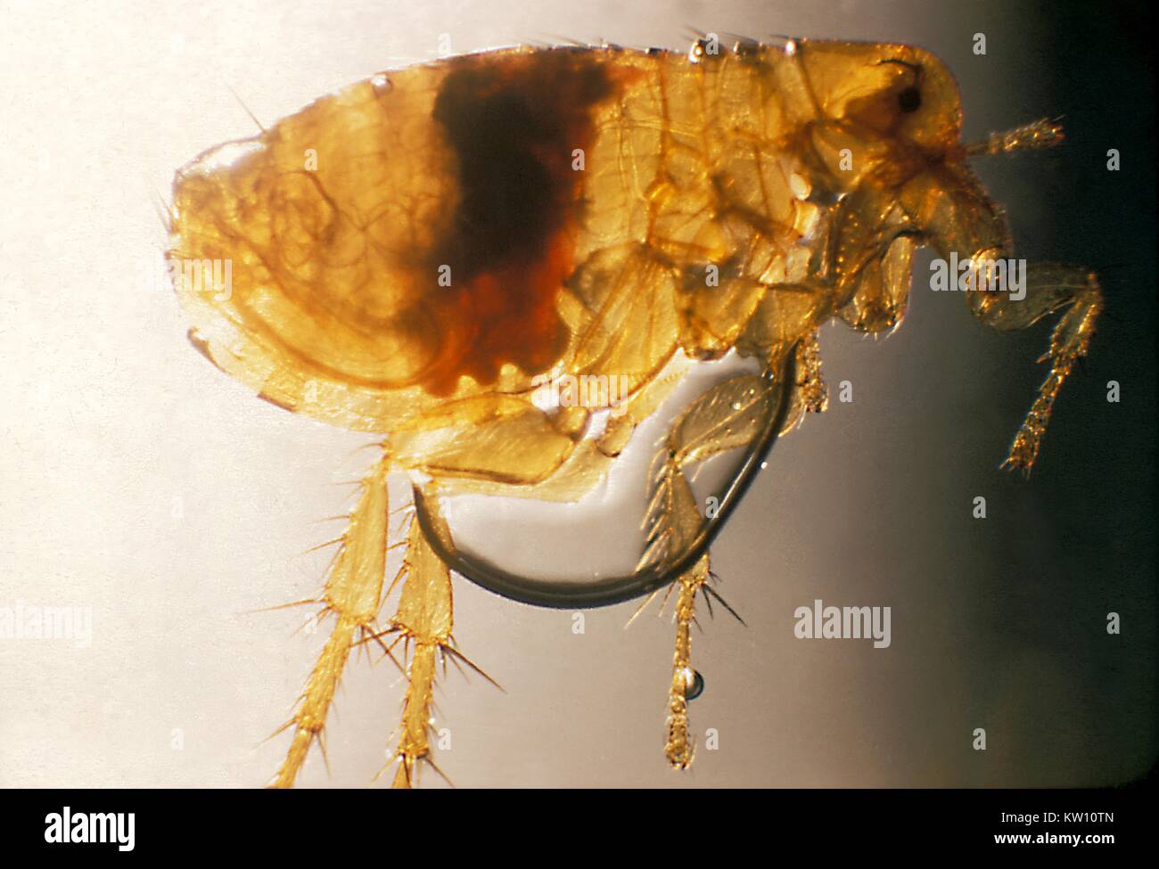 Plague infected male Xenopsylla cheopis 28 days after feeding on an inoculated mouse. During feeding, the flea draws viable Y. pestis organisms into its esophagus, which multiply and block the proventriculus just in front of the stomach, later forcing the flea to regurgitate infected blood unto the host when it tries to swallow. Image courtesy CDC/Dr. Pratt, 1948. Stock Photo