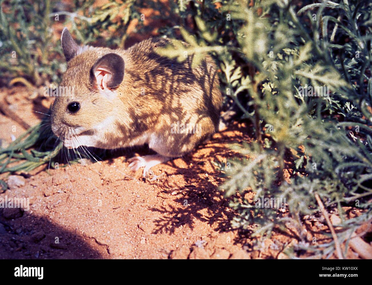 The White-throated Woodrat, Neotoma albigula, is a proven carrier of ...