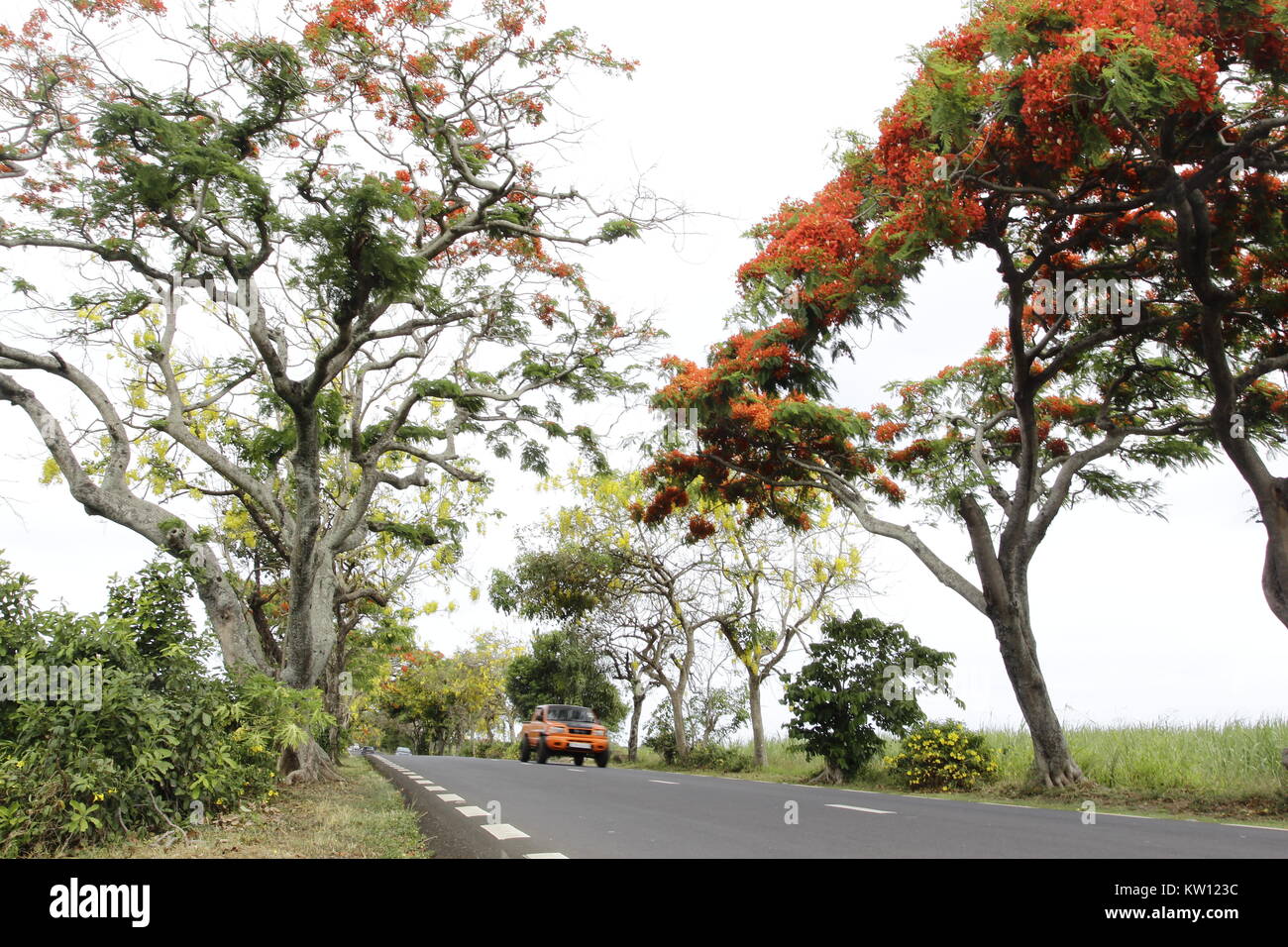 Delonix regia is a species of flowering plant in the bean family Fabaceae, subfamily Caesalpinioideae. Stock Photo