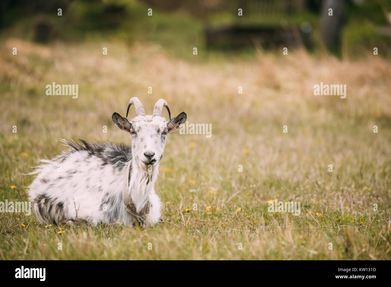 Goat Sitting In Spring Grass In Village. Farm Animal. Stock Photo
