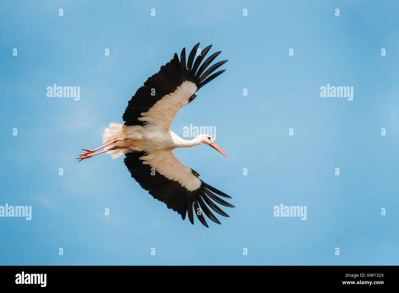 Adult European White Stork Flies In Blue Sky With Its Wings Spread Out. Stock Photo
