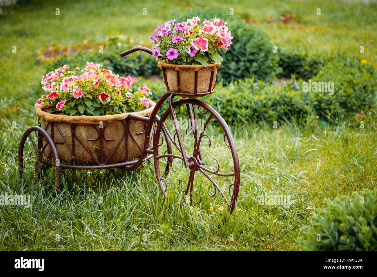 Decorative Vintage Model Old Bicycle Equipped Basket Flowers Garden. Stock Photo