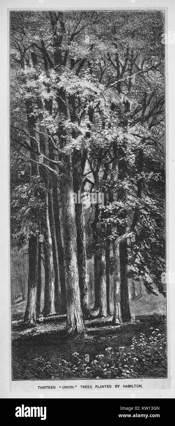 An engraving that depicts a group of thirteen trees that were planted by Alexander Hamilton, the thirteen trees represented the thirteen colonies, Hamilton was one of the Founding Fathers of the United States of America, served as chief staff aide to George Washington during the American Revolutionary War and was the first United States Secretary of the Treasury, Manhattan, New York, 1880. From the New York Public Library. Stock Photo