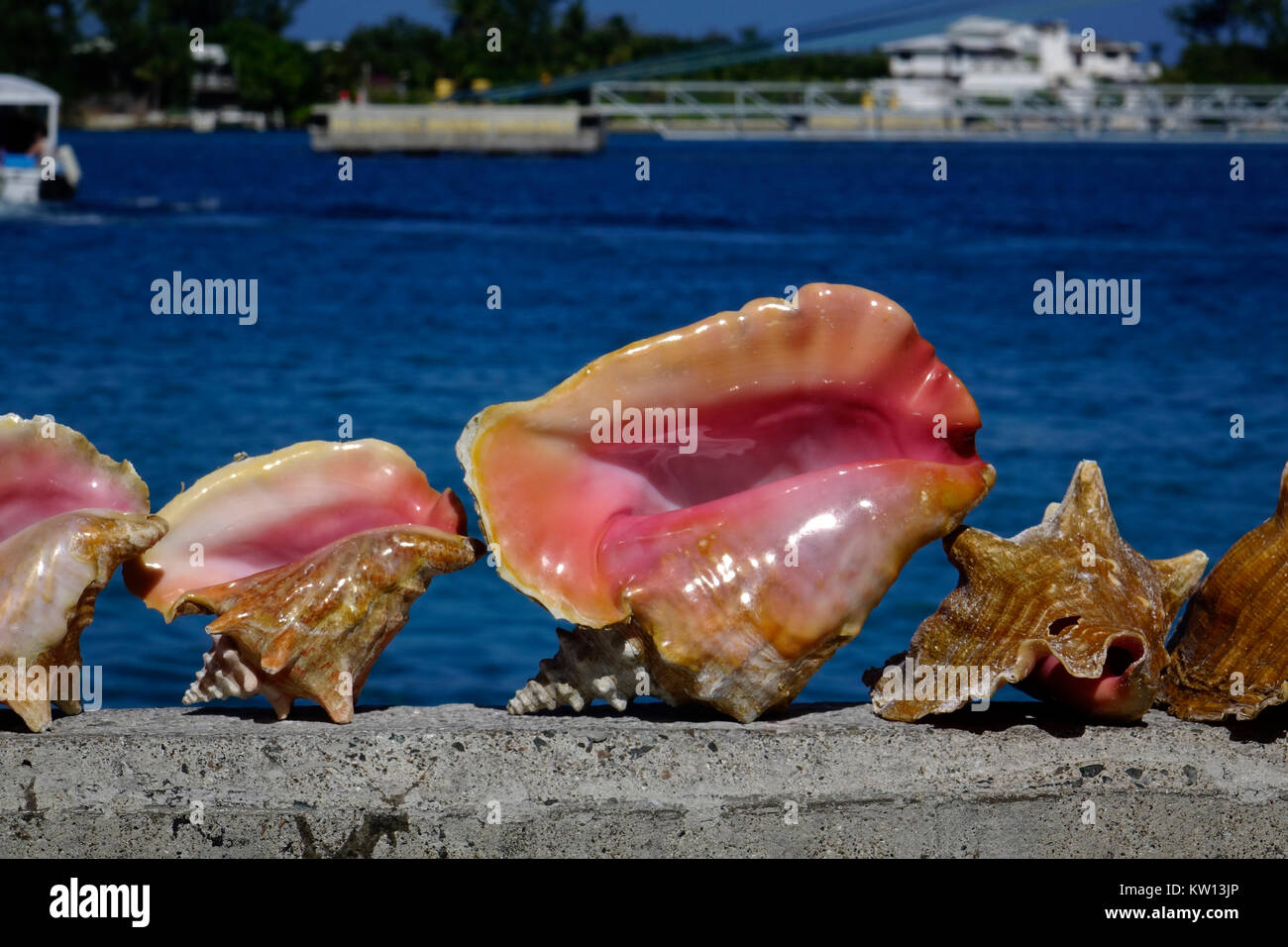 These beautiful Queen Conch shells are for sale along the quay in Nassau, Bahamas. The conch is a marine gastropod or mollusk. It's meat is used for c Stock Photo