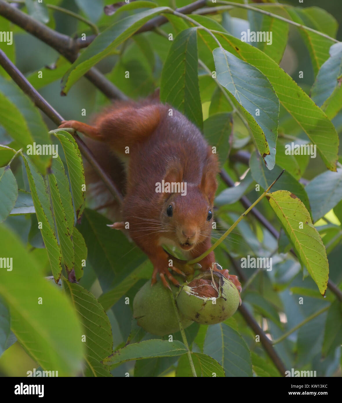 Hickory nut squirrel hires stock photography and images Alamy