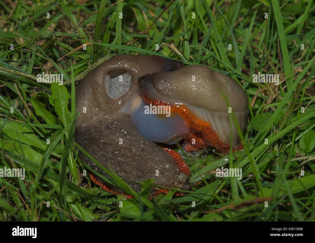 slugs mating Stock Photo