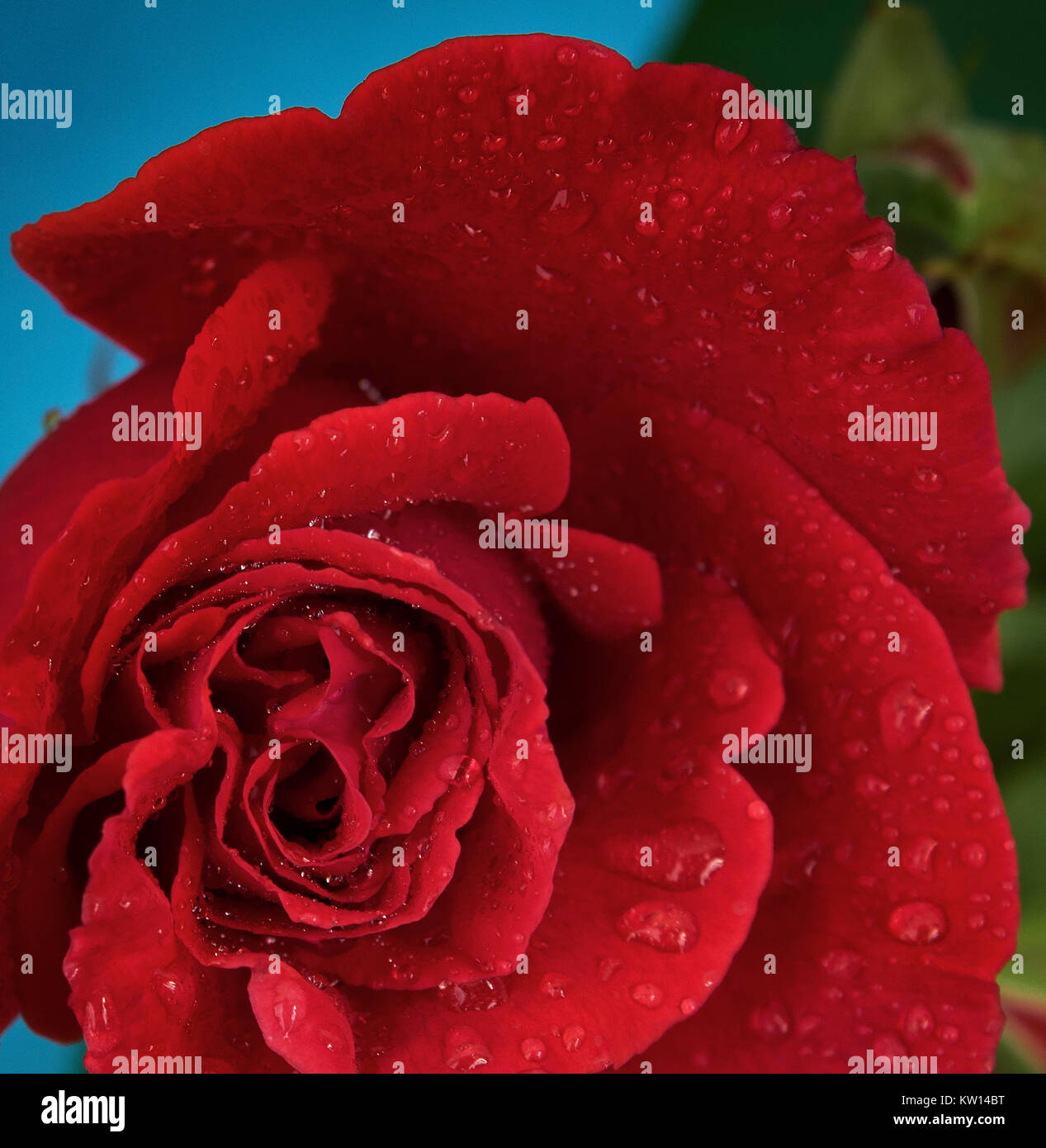 Red Rose. Dew Drops. Blue Background. View From Above Stock Photo