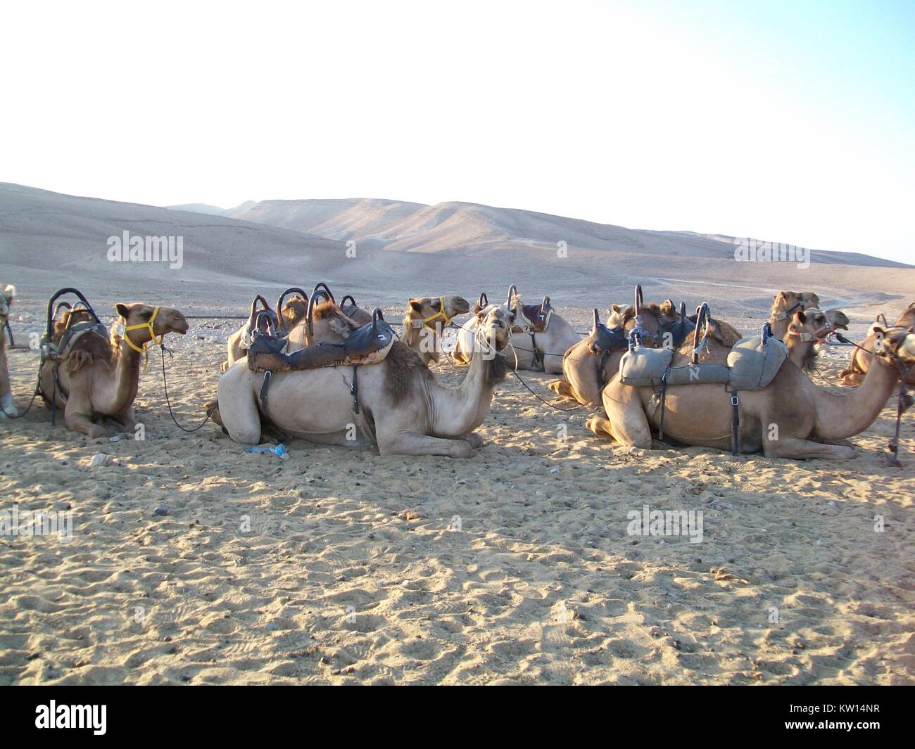 Middle east camels hi-res stock photography and images - Alamy