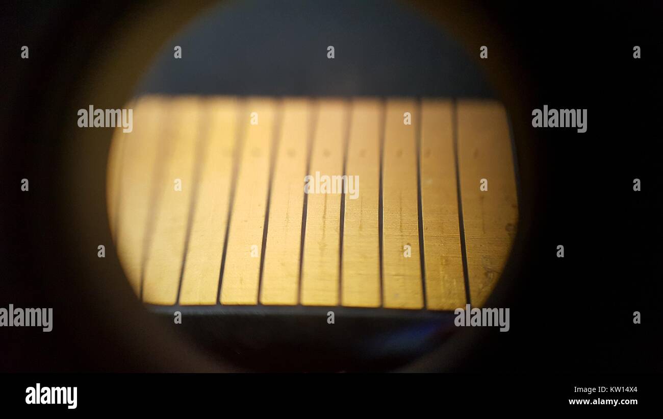 Light microscope image at approximately 30x magnification showing the