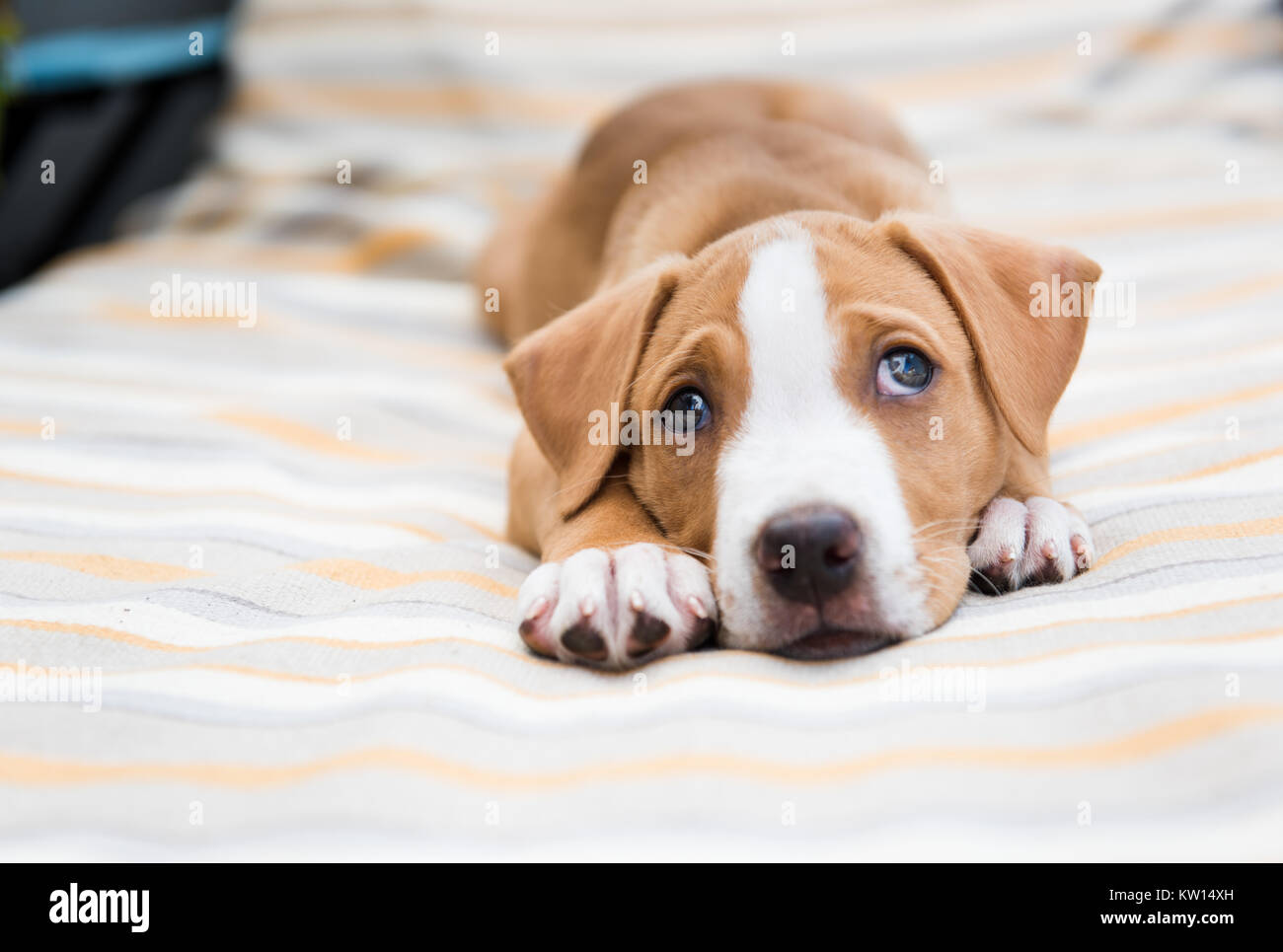 Adorable Little Puppy on Outdoor Lounger on Sunny Summer Day Stock Photo
