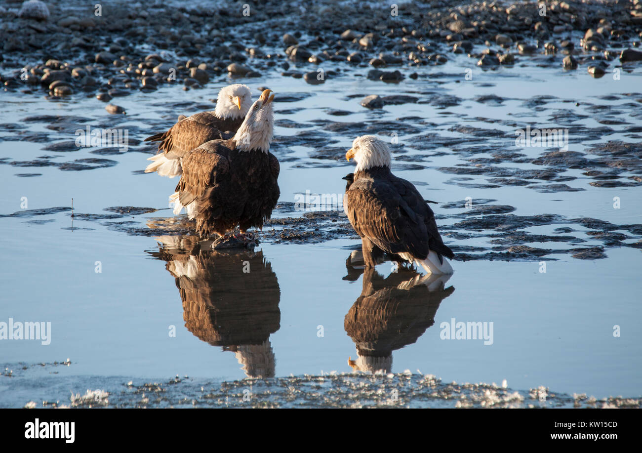 Group of three Bald Eagles hanging out by the Chilkat River near Haines
