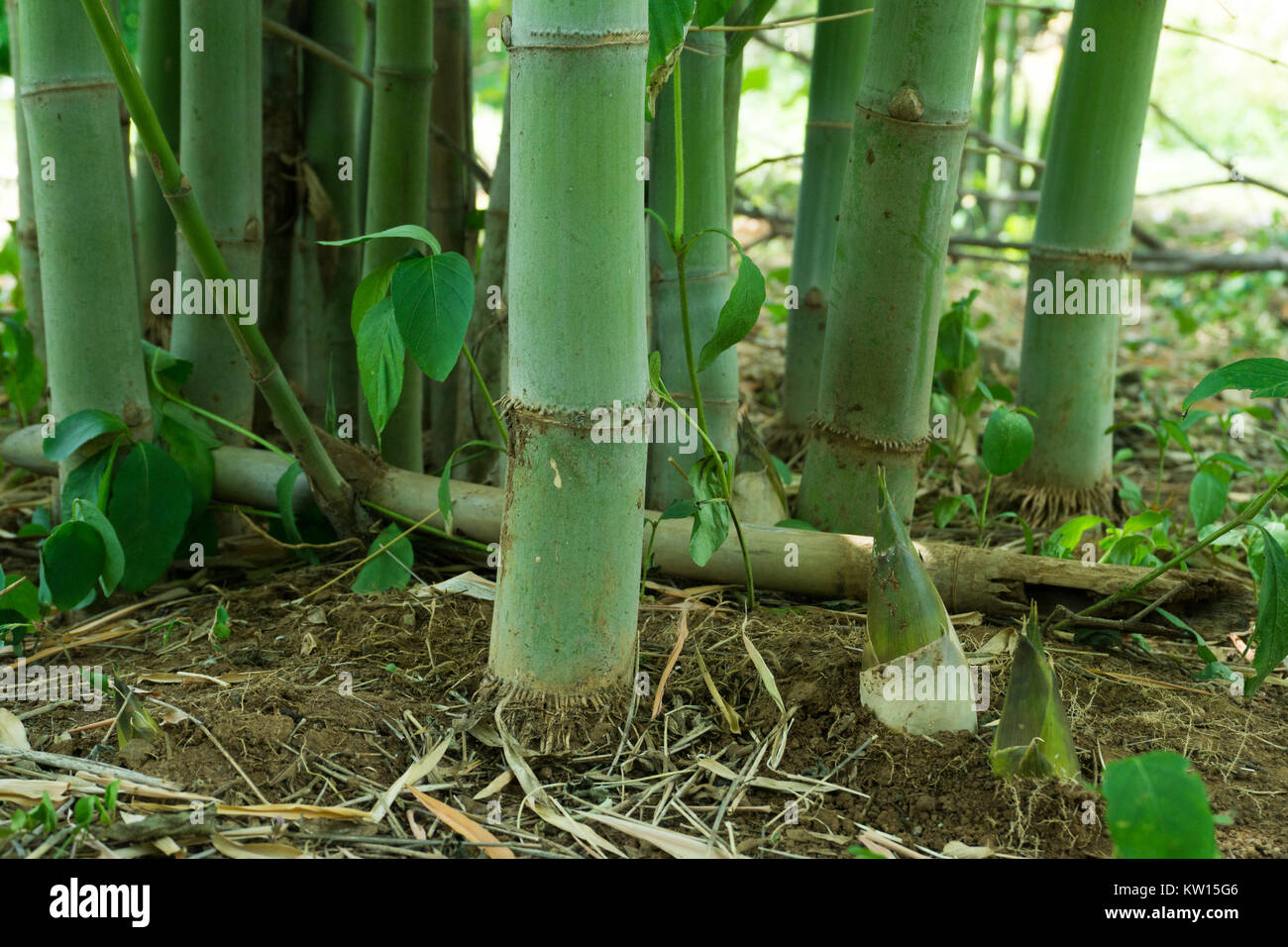 Bamboo shoot, Bamboo sprout Stock Photo Alamy