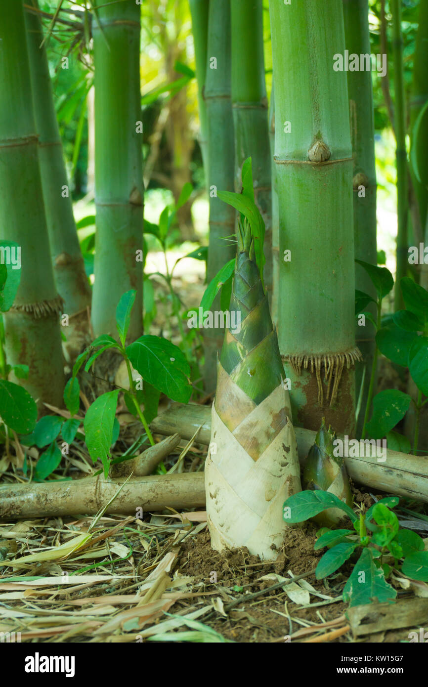 Bamboo shoot, Bamboo sprout Stock Photo Alamy