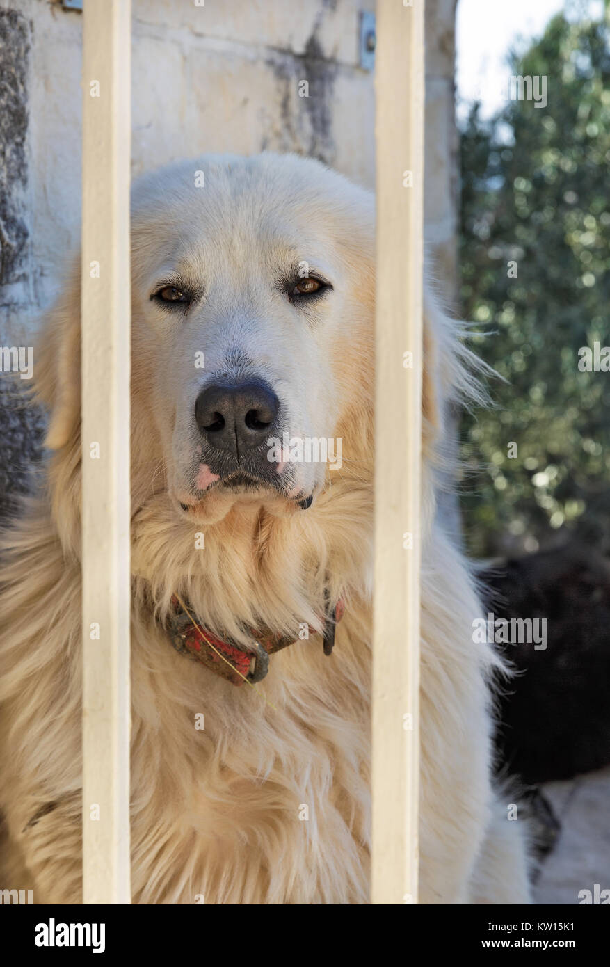 Sad Dog Cage Hi Res Stock Photography And Images Alamy