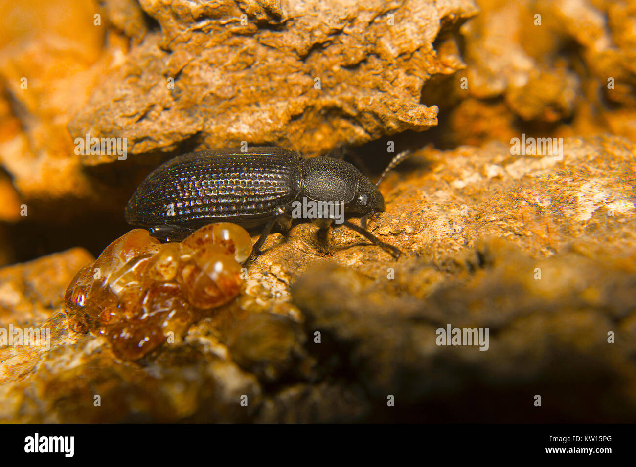 Beetle, Psylliodes sp. Aarey colony, Mumbai, Maharashtra, India. Stock Photo
