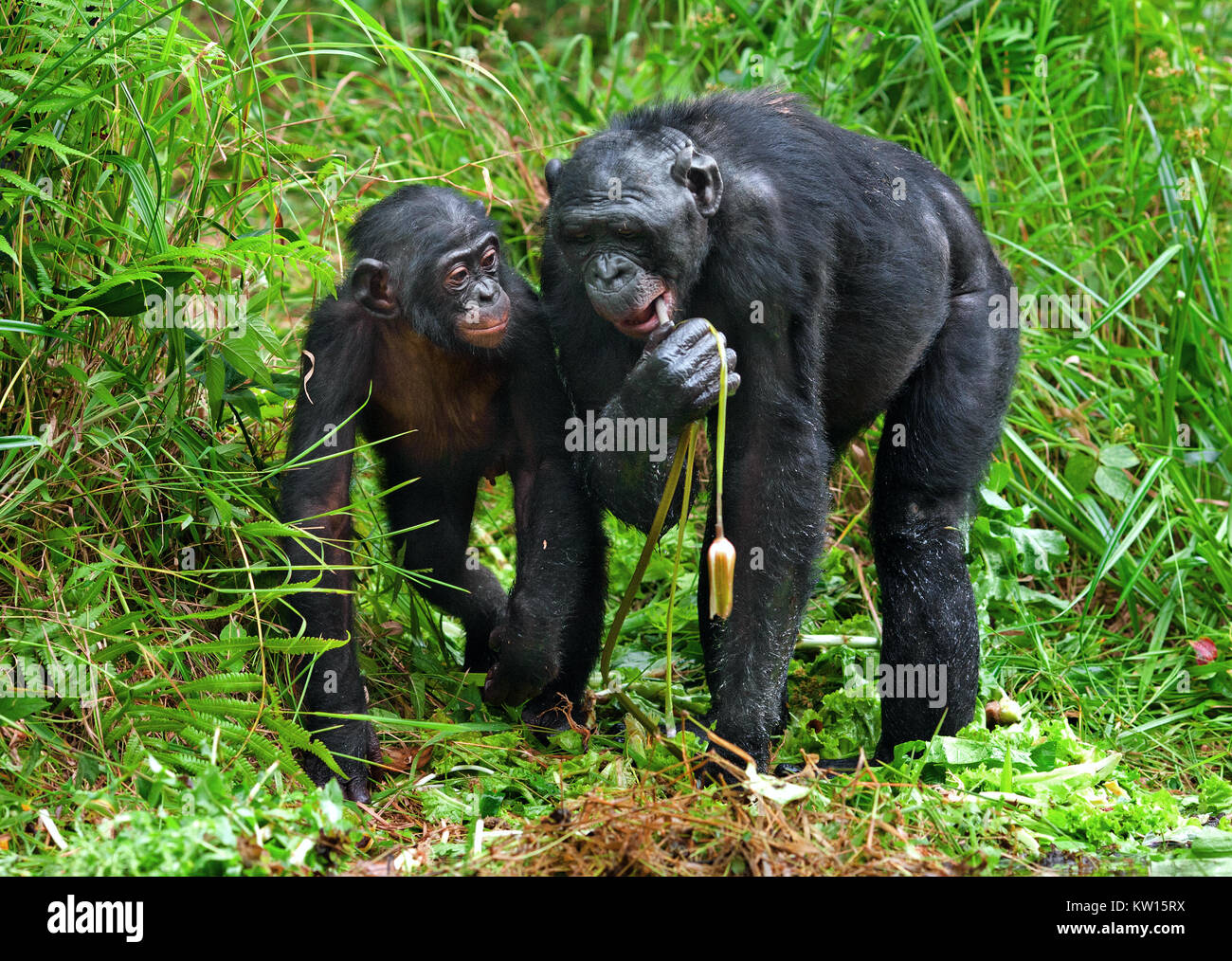 Bonobos and lily. The Bonobo ( Pan paniscus), Stock Photo