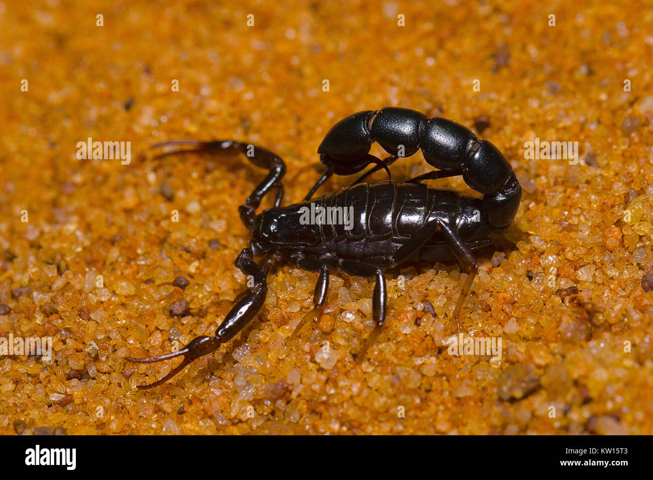 Scorpion. Orthochirus's sp. Tamilnadu, India Stock Photo