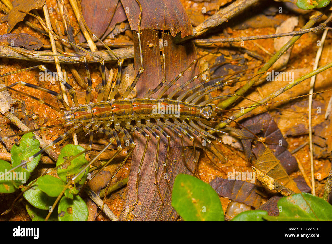 Long legged centipede, Scutigera coleoptrata. Pondicherry, Tamil Nadu, India. Stock Photo