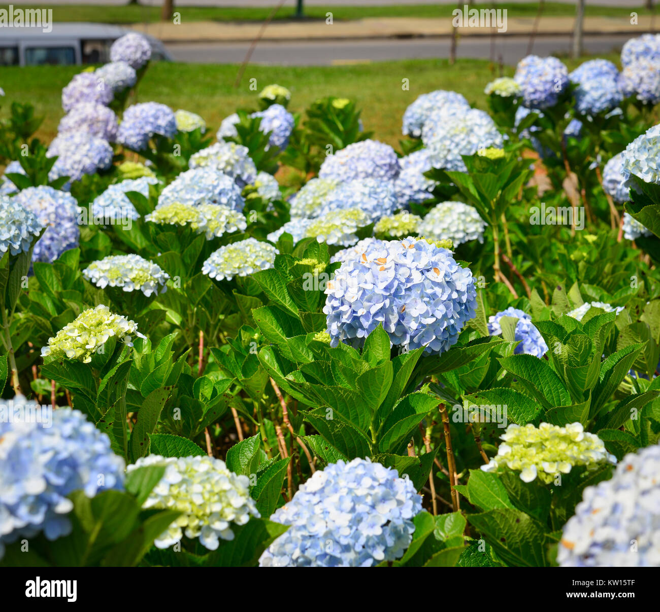 Hydrangea flowers blooming at the park in spring time Stock Photo - Alamy