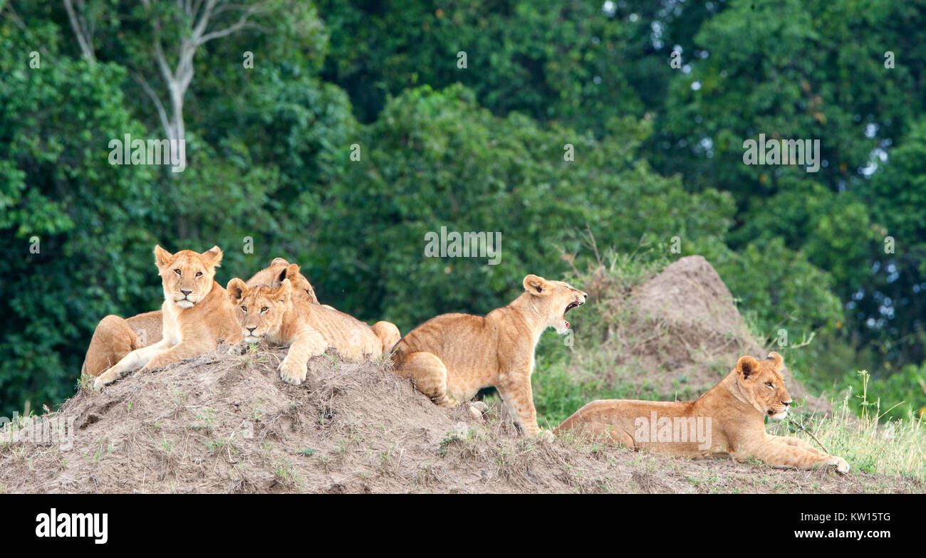 Group of young lions on the hill. The lion (Panthera leo nubica), known as the East African or Massai Lion Stock Photo
