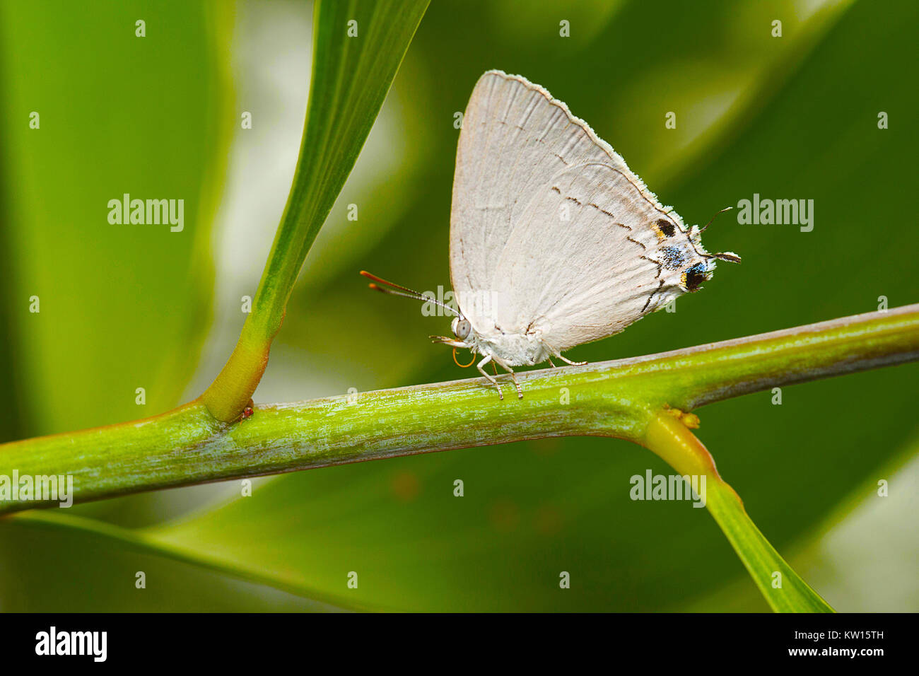 Plains Royal, Tajuria jehana, Lycaenidae, Rare. Pondicherry, Tamil Nadu, India.Habitat:- Seen in forested areas as well as in plains Stock Photo