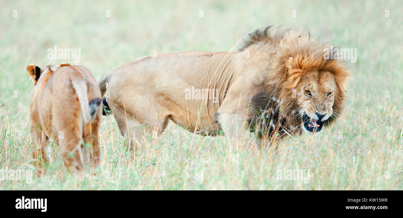 Lion's grin.  Lion is becomes angry. The lion (Panthera leo nubica), known as the East African or Massai Lion Stock Photo