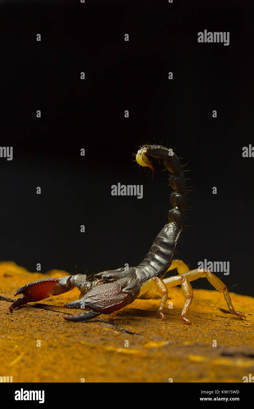 Scorpion, Heterometrus sp. Bangalore, Karnataka, India. Stock Photo