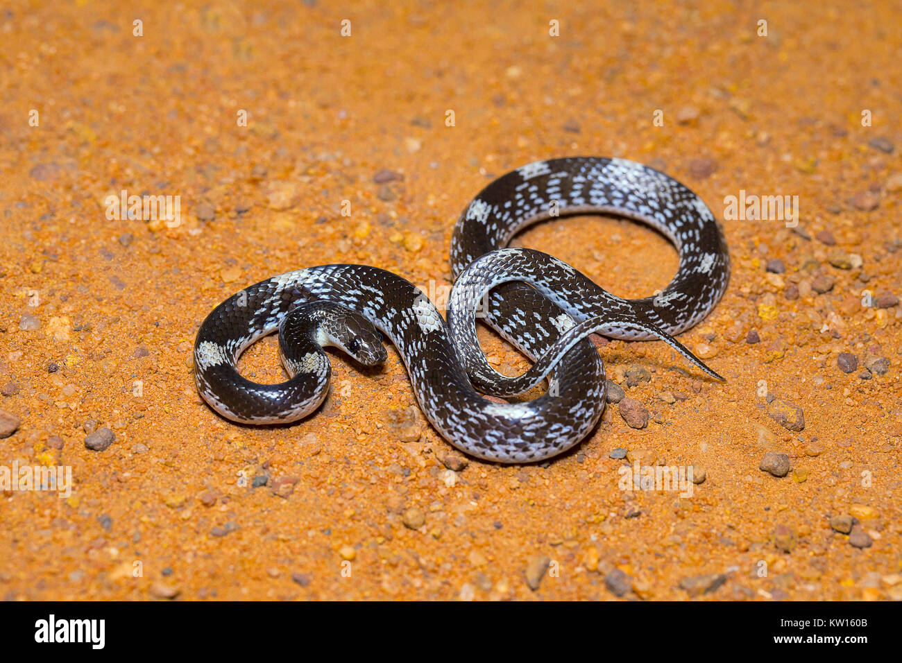 Barred wolf snake, Lycodon striatus, Non venomous. Colubridae. Pondicherry, Tamil Nadu, India Stock Photo