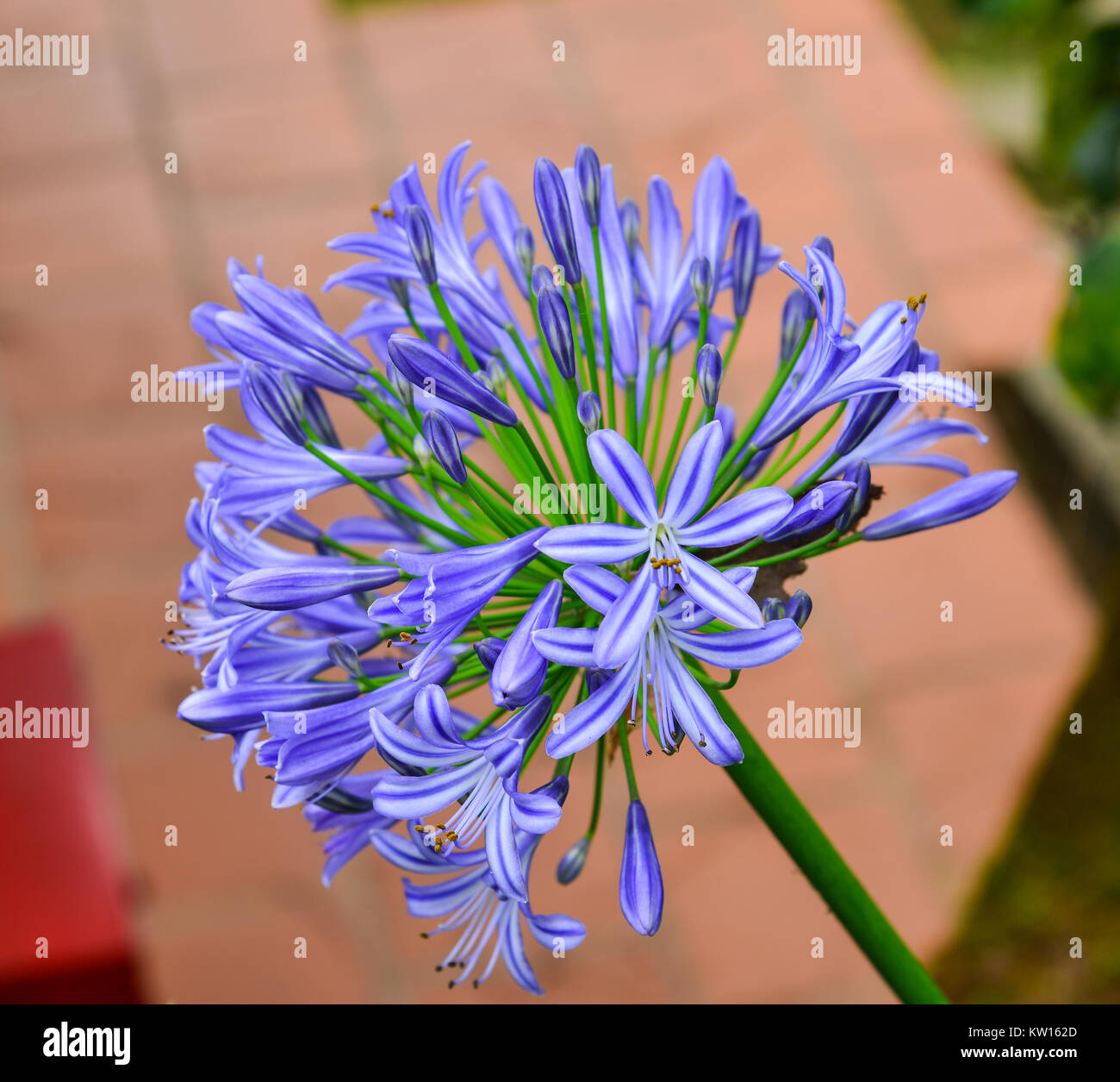 Agapanthus (Midnight Star), purple flower in the garden. Stock Photo