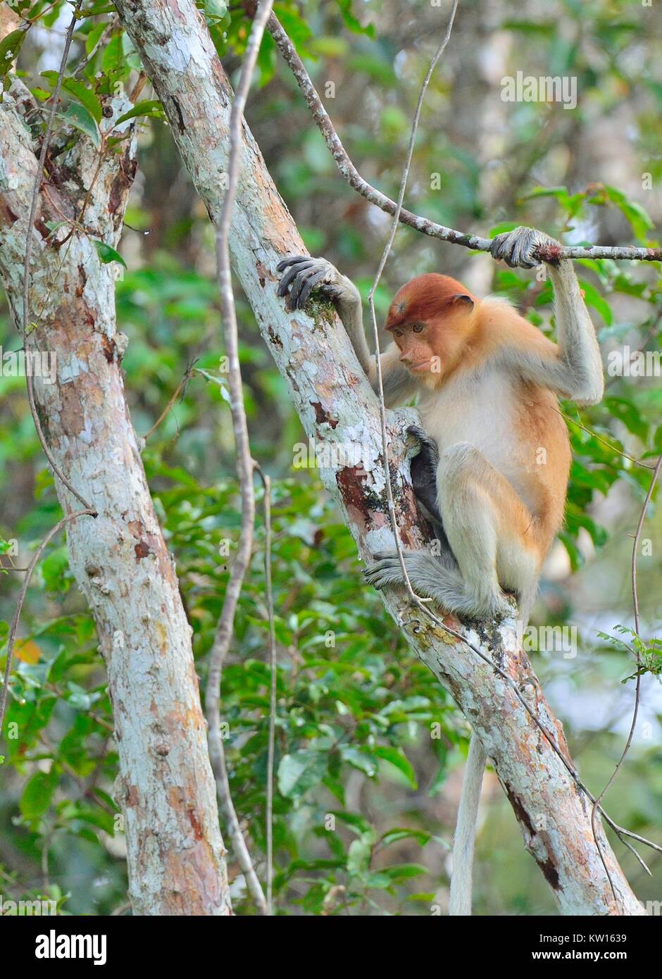 Proboscis Monkey sitting on a tree in the wild green rainforest on ...