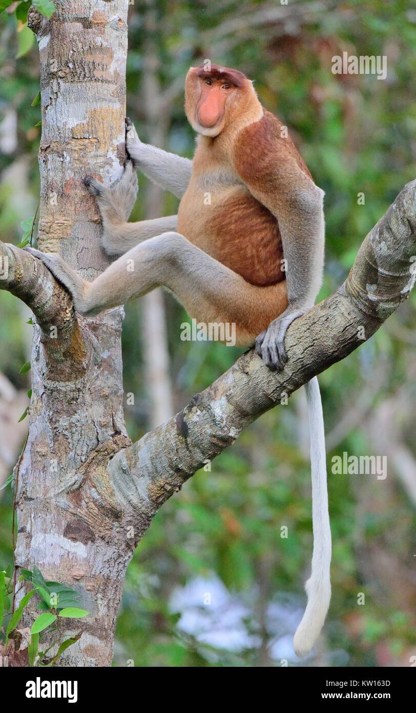 Male of Proboscis Monkey sitting on a tree in the wild green rainforest ...