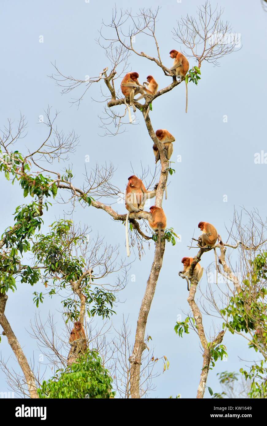 Family of Proboscis Monkeys sitting on a tree in the wild green rainforest on Borneo Island. The proboscis monkey (Nasalis larvatus) or long-nosed mon Stock Photo