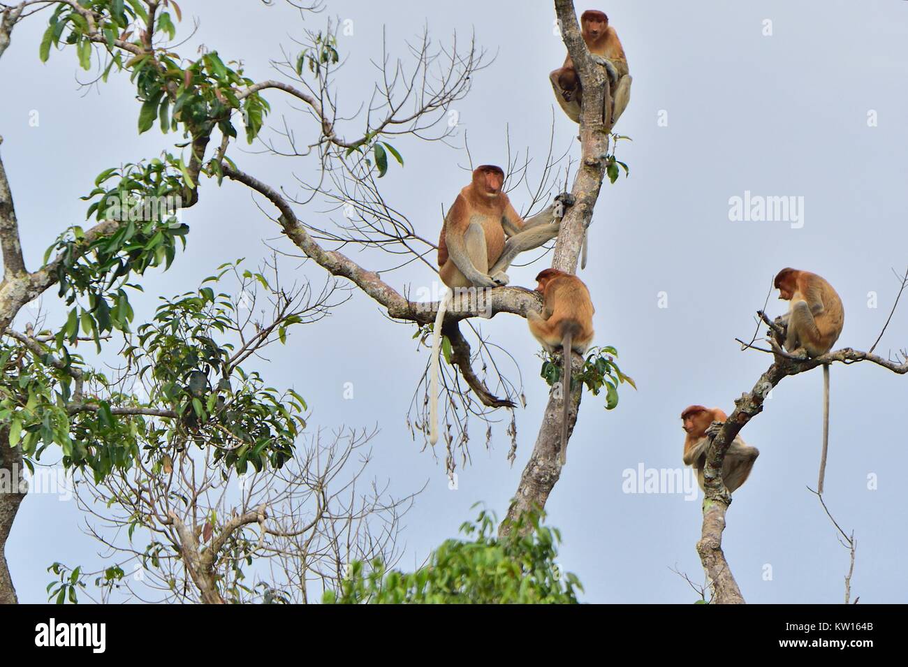 Family of Proboscis Monkeys sitting on a tree in the wild green rainforest on Borneo Island. The proboscis monkey (Nasalis larvatus) or long-nosed mon Stock Photo