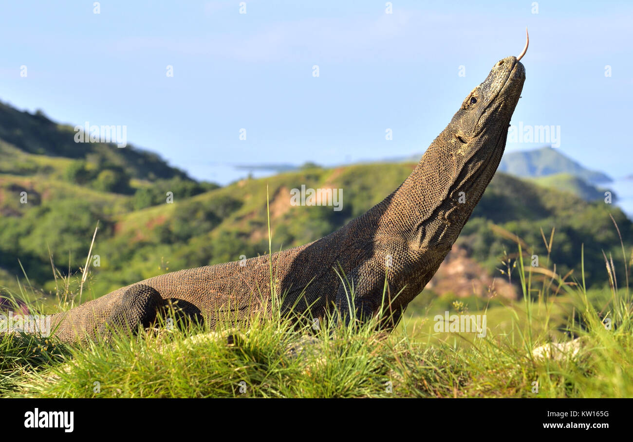 Komodo dragon ( Varanus komodoensis ) with the forked tongue sniff air ...