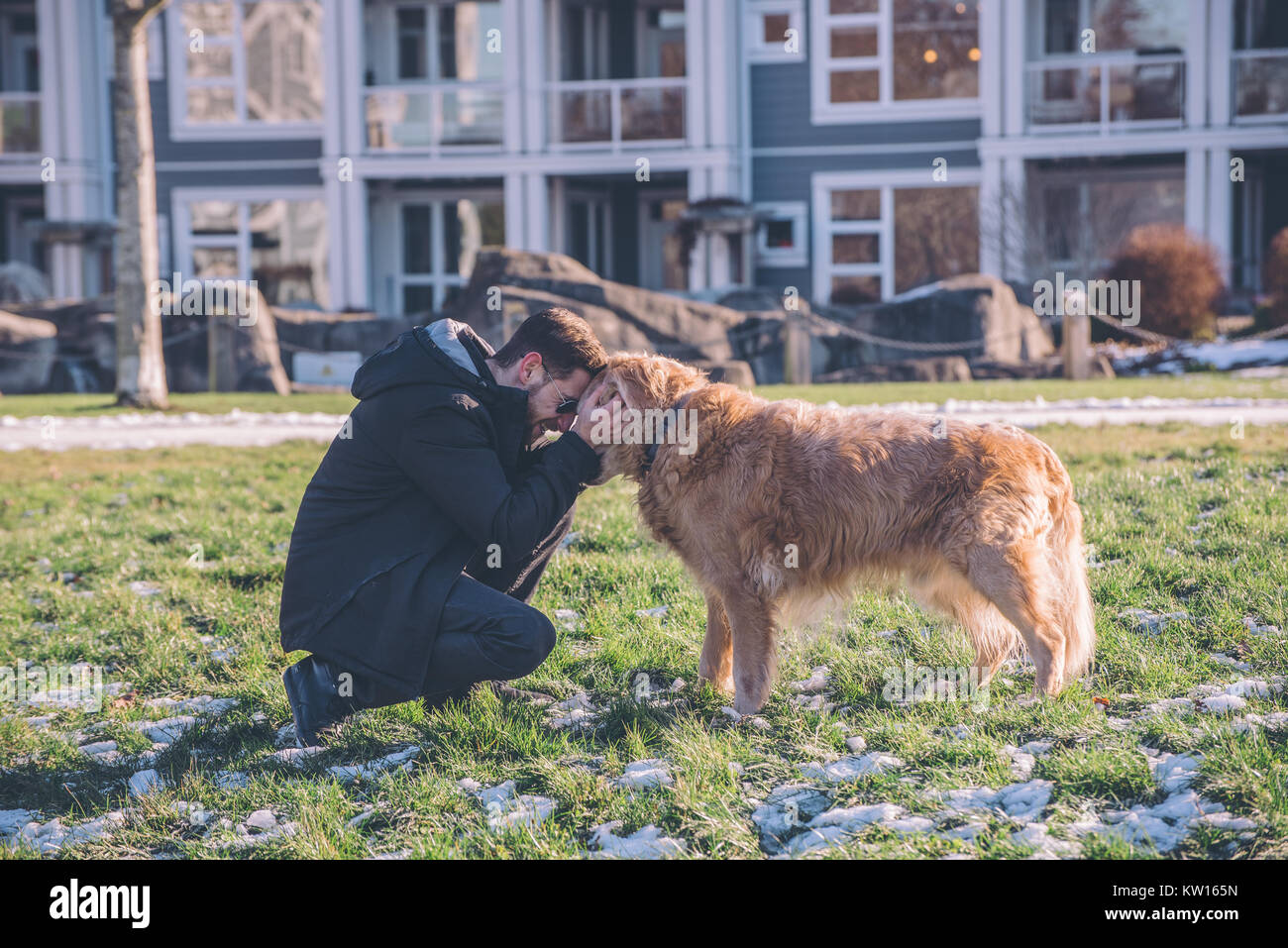 Male playing with golden retriever dog Stock Photo