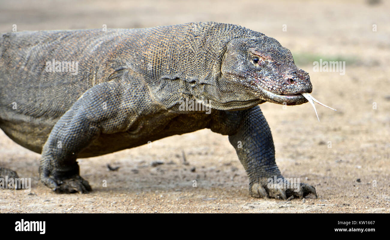 Komodo dragon ( Varanus komodoensis ) with the forked tongue sniff air ...