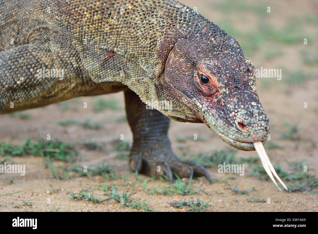 Komodo dragon ( Varanus komodoensis ) with the forked tongue sniff air ...