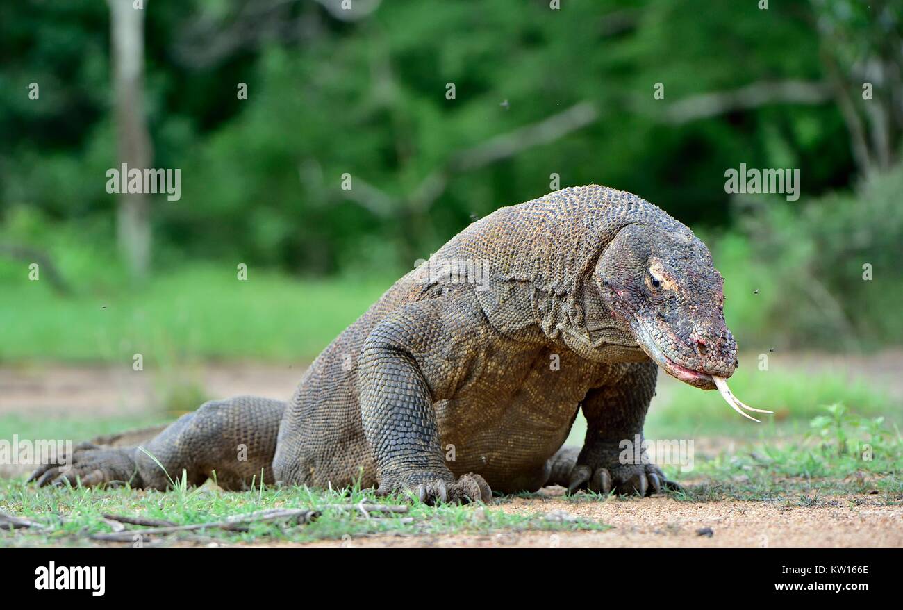 Komodo dragon ( Varanus komodoensis ) with the forked tongue sniff air ...